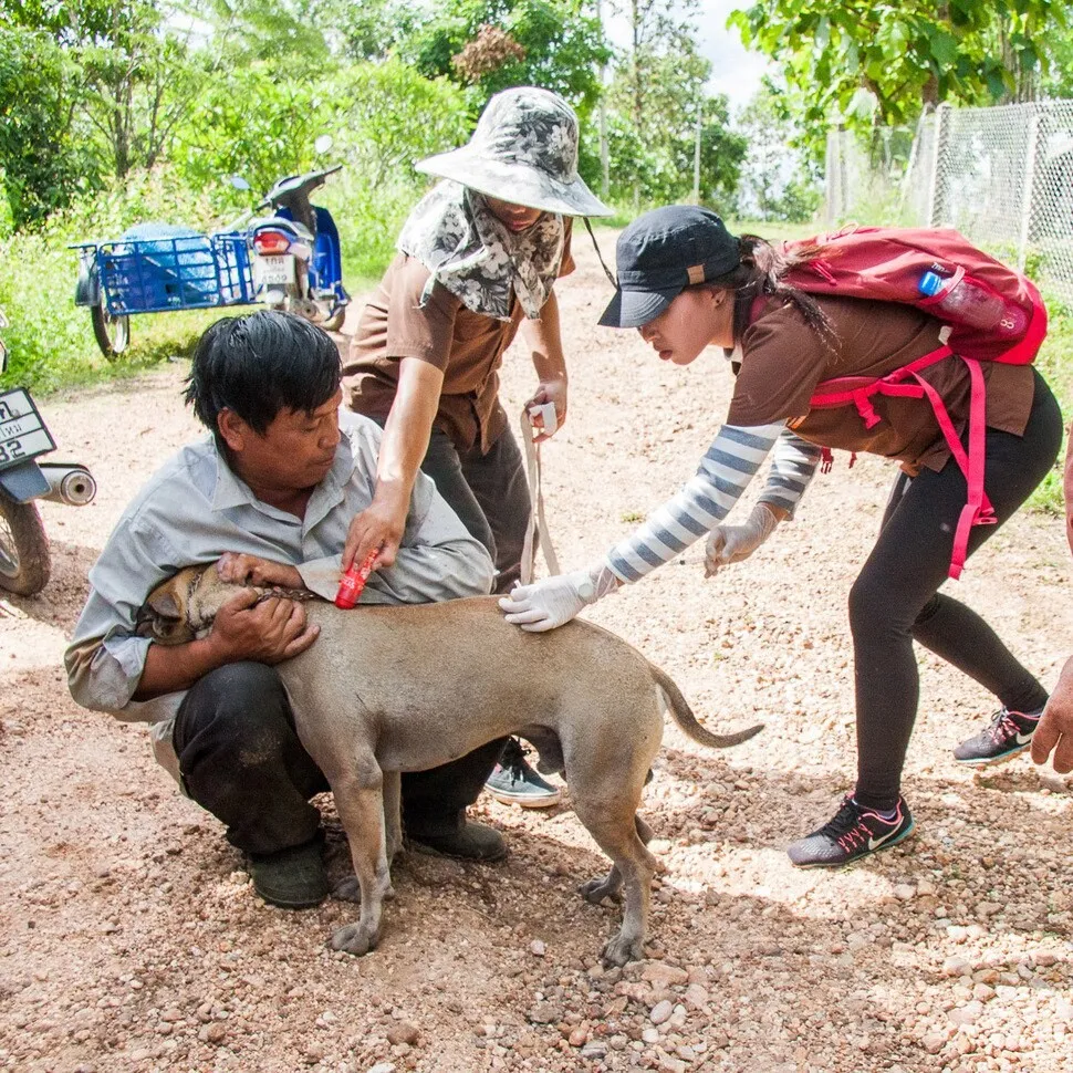 치앙마이에는 ‘커뮤니티 개’가 산다